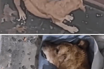 His screams shook the street, he tearfully begged his owner to open the door but he ignored his pain