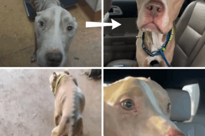 The Dog Looked Back One Last Time—Abandoned on Vacation, Now Weak and Heartbroken