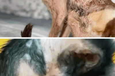No One Wanted To Adopt This Cat Until They Knew What He Was Going Through And Cried