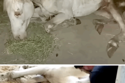 The Heartwarming Story of River: From Neglect to a New Life