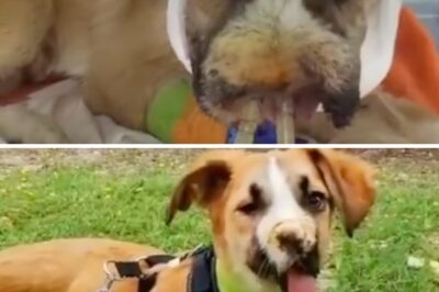 Monster shot in her face then left her alone crying non stop in pain! She suffering nightmare!