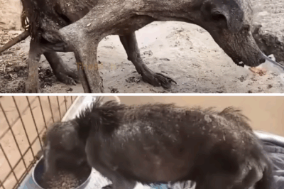 Hattie’s Journey: From Neglect to Love and a Forever Home