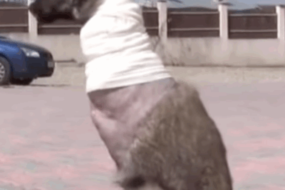 Abandoned and rotting in rain for 2 weeks, he still wagged his tail when someone finally saw him!