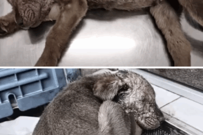 He just wanted some food, but the chef met him with a pot of boiling oil in his face