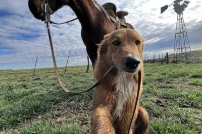 MY FARM DOG CAME BACK WITH A HORSE—AND A MYSTERY I DIDN’T EXPECT