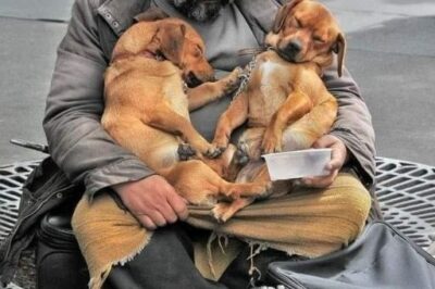 HE FED HIS DOGS BEFORE HIMSELF—BUT WHAT WAS IN HIS BAG TOLD A DIFFERENT STORY