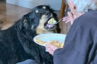 HE STARTED FEEDING THE DOG OFF HIS PLATE—BUT THEN I SAW WHAT WAS REALLY GOING ON