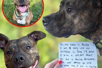 Pit Bull Mix Found Abandoned in Snowstorm with Emotional Note from Dog’s Former Owner