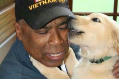 A Lonely Veteran With No Family Refused to Adopt—until One Dog Chose Him… and Then Everything Changed