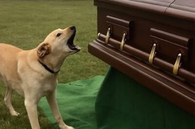 Dog’s barking at a funeral exposes an empty coffin