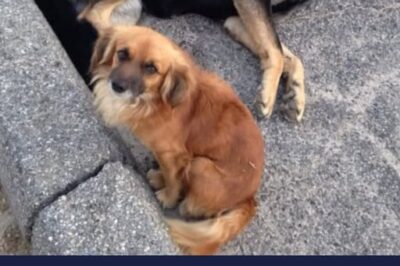 Stray Dog Refuses To Leave His Pregnant German Shepherd Friend Until She’s Safe