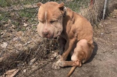 Puffy-Cheeked Dog Left Tied To Fence Reveals A Beautiful Face After Rescue