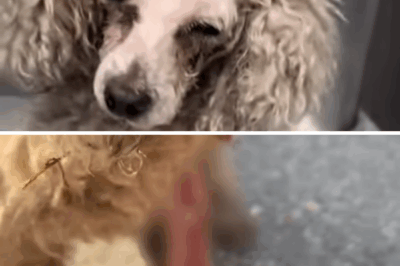 She was broken and boned — Now she is a beautiful princess