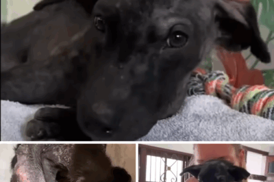 Locked In The Dark Since 1 Month Old, He Was Scared And Hid When The Light Poured In…