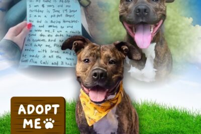 Georgia dog left with note still waiting for a home