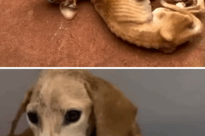 From Despair to Joy: Tonor’s Journey from the Brink of Death to a Loving Home
