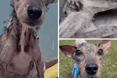 Hunger ran through her veins, she kissed my hand and begged me for crumbs of food