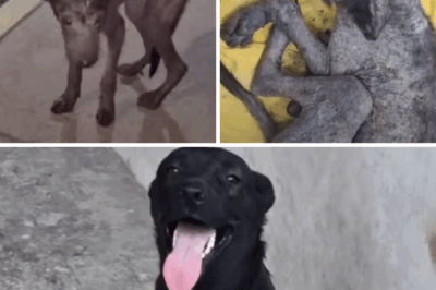 2-Year-Old German Shepherd Not Have The Strength To Stand On His Legs Because Of Hunger…