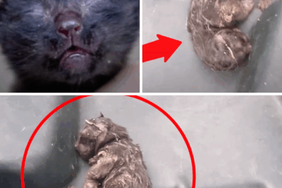 No one realize what he is until a passer heard his crying for help from the Trash