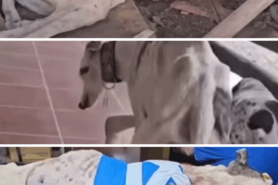 Abandoned and Broken, Papai Noel Finds Hope and a Forever Home