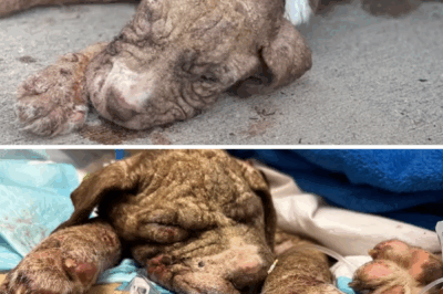 From the Limp Body Beneath a Car to the Bright Eyes by the Pool — The Miracle Named Bentley