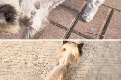 The paper-thin cat, starved to deformation, couldn’t find food. Once fallen, he couldn’t rise again.