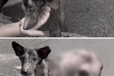 Puppy Left Alone In The Darkness So I Adopted Him