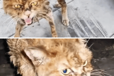 The dying stray cat was thin as a leaf, staggering as if a breeze could topple her.