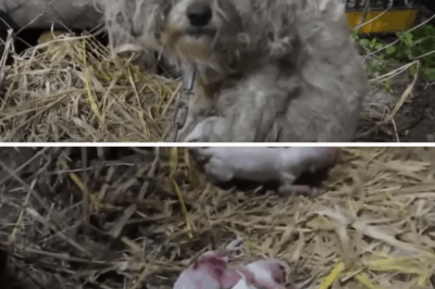 Chained, mother dog holds her newborn puppies and cries when she has no milk to feed them