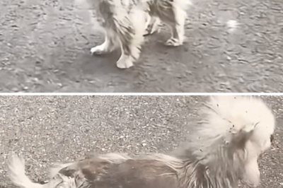 He wandered about in misery, emaciated to the point of being nothing but skin and bones.