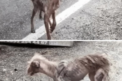 A Lifetime of Running, Never Knowing the Embrace of Love – She Had Only Fear as Her Companionb