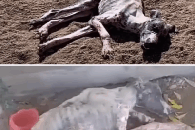 Dog faints in scorching sun after begging owner to let him inside for days