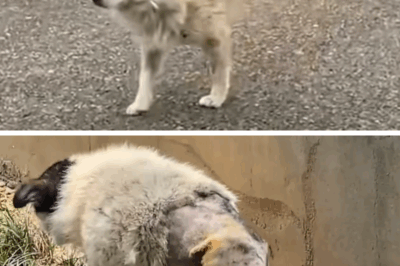 Paralyzed stray dog struggled to survive on the street, but no one cared until this happened