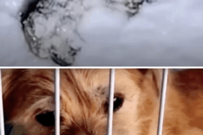 Abandoned Puppy Thrown Into -30°C Blizzard Finds Hope and a New Life