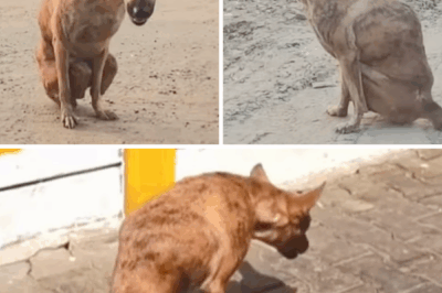 She Dragged Herself for Years After an Accident Until a Miracle Rescue Happened