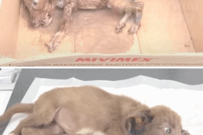 She Was Crying Alone on the Street But Then a Miracle Happened | The Rescue Story of Elis