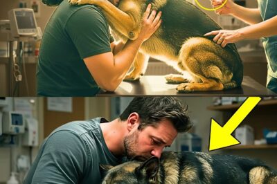 German Shepherd Gives Owner ONE FINAL Hug Before Being Put Down — Then a Miracle Happens