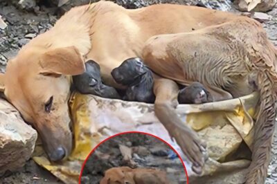 Mother Dog Up To Protect Her Newborn Puppies After Giving Birth Amidst The Rubble
