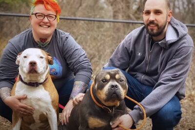 Oscar the Rescued Dog: How One Gentle Habit Changed Everything