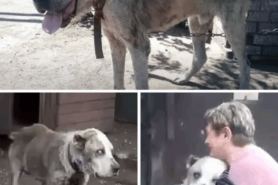 Lost Dog Sees His Owner After 3 Years on the Streets. His Next Move Shocked Everyone!