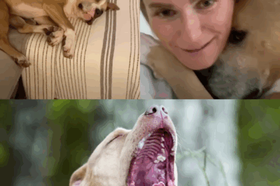 This Dog Doesn’t Bark — She Hugs Everyone She Meets