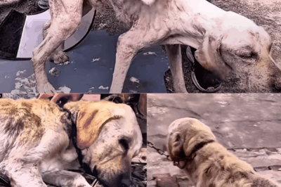 Loyal Dog Waited 7 Years For Owner Who Never Came Back