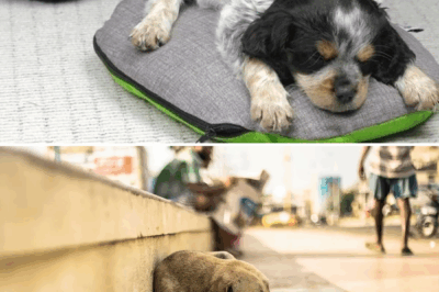 Sick Puppy Doesn’t Understand Why His Owner Abandoned Him, Can Only Lie Helplessly