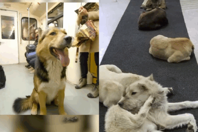 Every day, he rode the subway alone. Everyone thought he was just another stray—until one man followed him and uncovered the most beautiful routine of loyalty and love the city had ever seen.