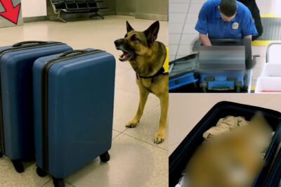[Full Story] K9 Kept Barking at Suitcases, Agents Opened it and Shut Down the Terminal