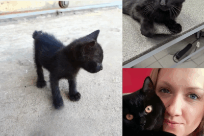 Woman Thought She Had Rescued A Kitten