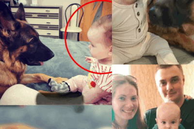 [Full Story] The Dog Always Stared At The Baby, One Day The Parents Discovered Something Shocking
