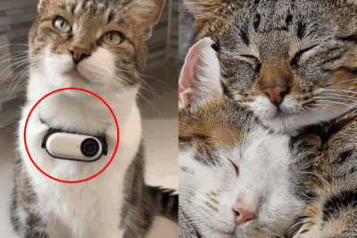 [Full Story] Hidden Camera Reveals What the Cat Did with the Neighbor