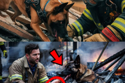 Rescue Dog Led Firefighters to a Pile of Rubble—What They Found Buried Beneath Sent Them Running