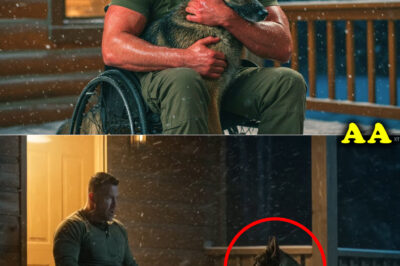 A Paralyzed Marine Had Given Up Hope—Until His Former Dog Partner Did Something No One Expected…